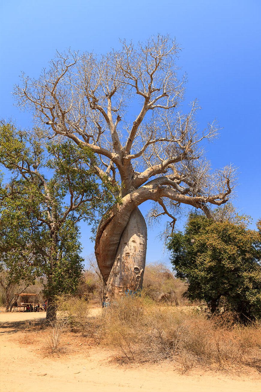 Unveiling the Benefits of Baobab: Nature's Nutritional Gem