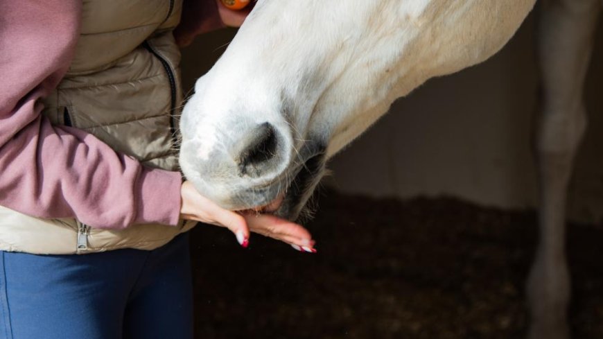 The Ultimate Guide to the Best Horse Treats of 2024