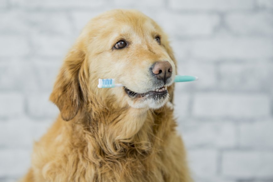 The Ultimate Guide to the Best Oral Care Products for Pets