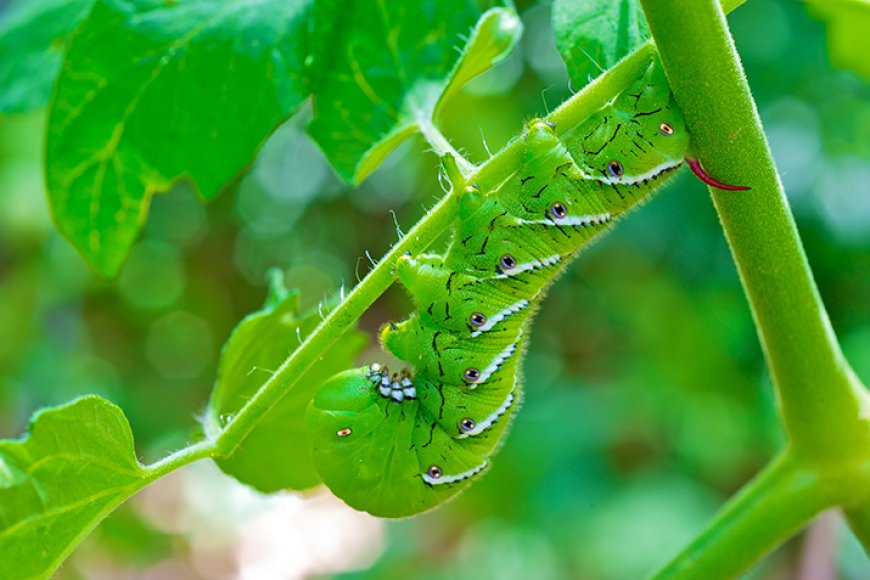 Best Natural Pest Control Products for a Greener Home