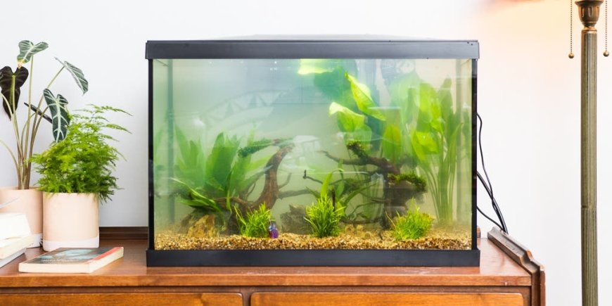 Essential Aquarium Supplies for Aquatic Enthusiasts