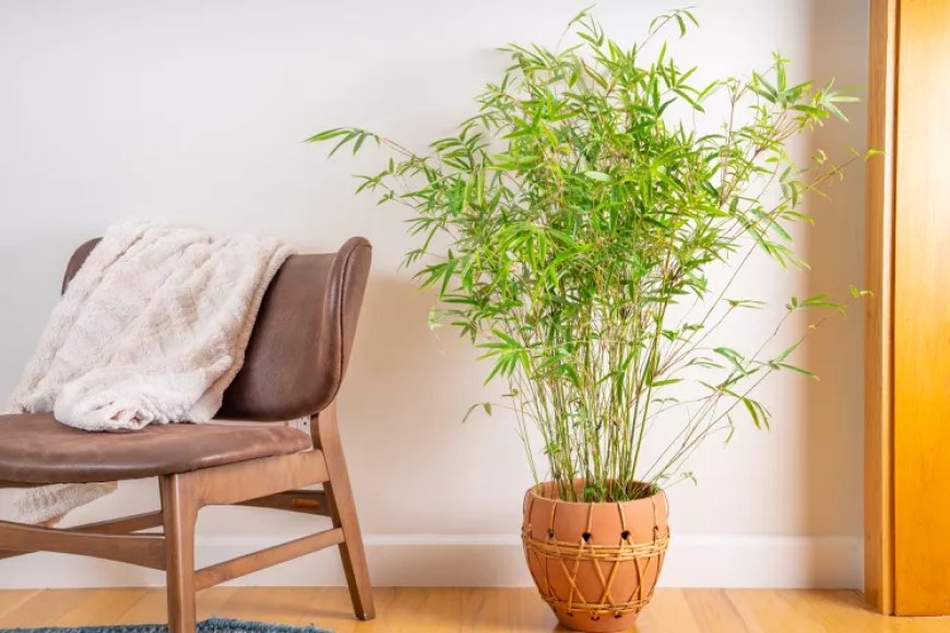 Top Bamboo Plants to Elevate Your Garden Space