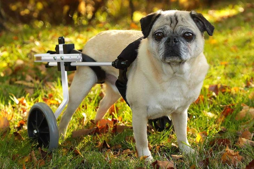 Best Dog Wheelchairs for Improved Pet Mobility