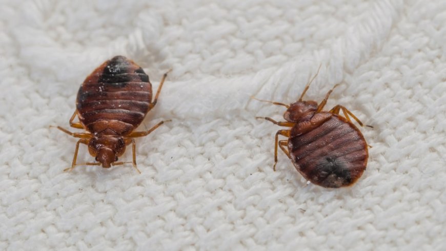 Best Products for Bed Bug Control: A Comprehensive Review