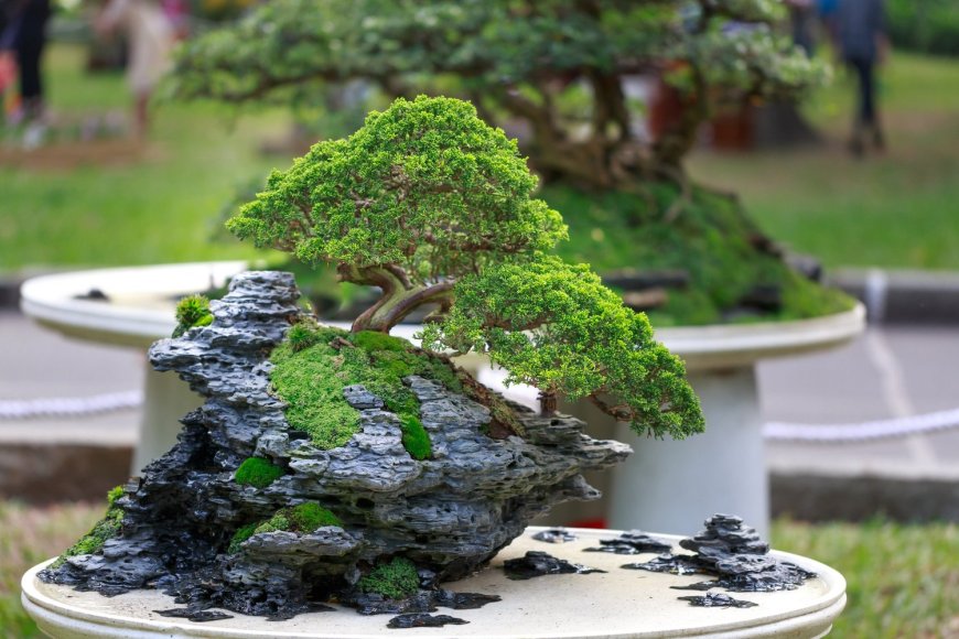 The Ultimate Guide to Bonsai Trees and Tools