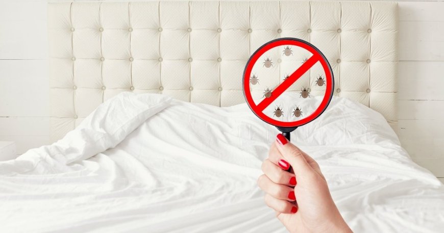 The Ultimate Guide to Bed Bug Prevention Products