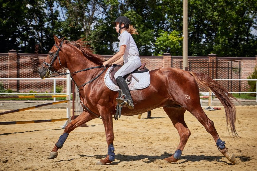 Essential Equestrian Gear for Every Rider