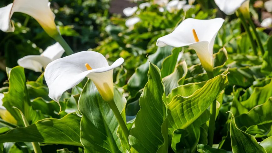 The Elegance of Calla Lilies: A Guide to Top Selections